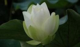 树叶最新爆料视频播放,精彩瞬间一网打尽