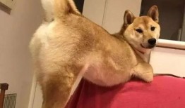 徒弟爆料狗磊视频大全集,徒弟爆料背后的精彩瞬间